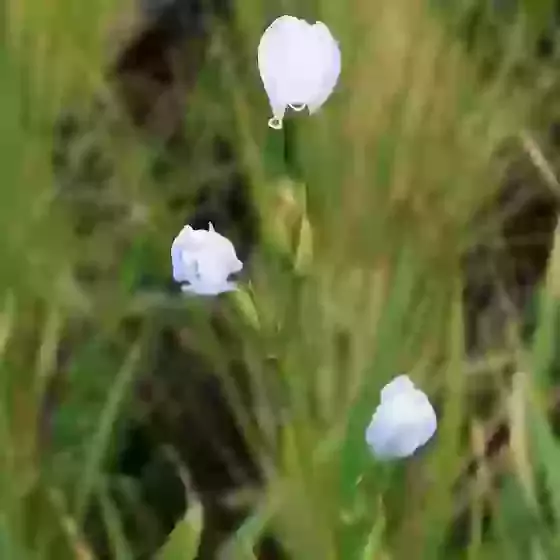 Libertia sessiliflora Caerulescens